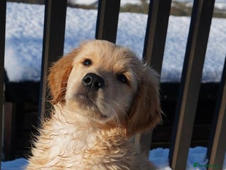 Golden Retriever dogs KC Fully Trained Golden Retriever Puppies - Advert 2