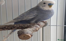 Budgerigars birds for sale: Fully tamed 4 budgies with Cage, accessories,food - Image 15