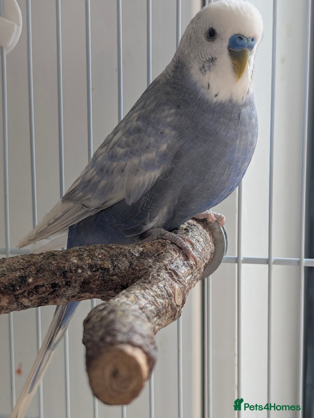 Budgerigars birds for sale: Fully tamed 4 budgies with Cage, accessories,food - Image 15