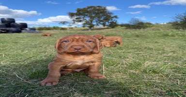 Hungarian Vizsla dogs - Advert 4