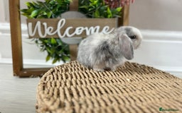 Mini Lop rabbits for sale: Litter of mini lop babies  - Image 25