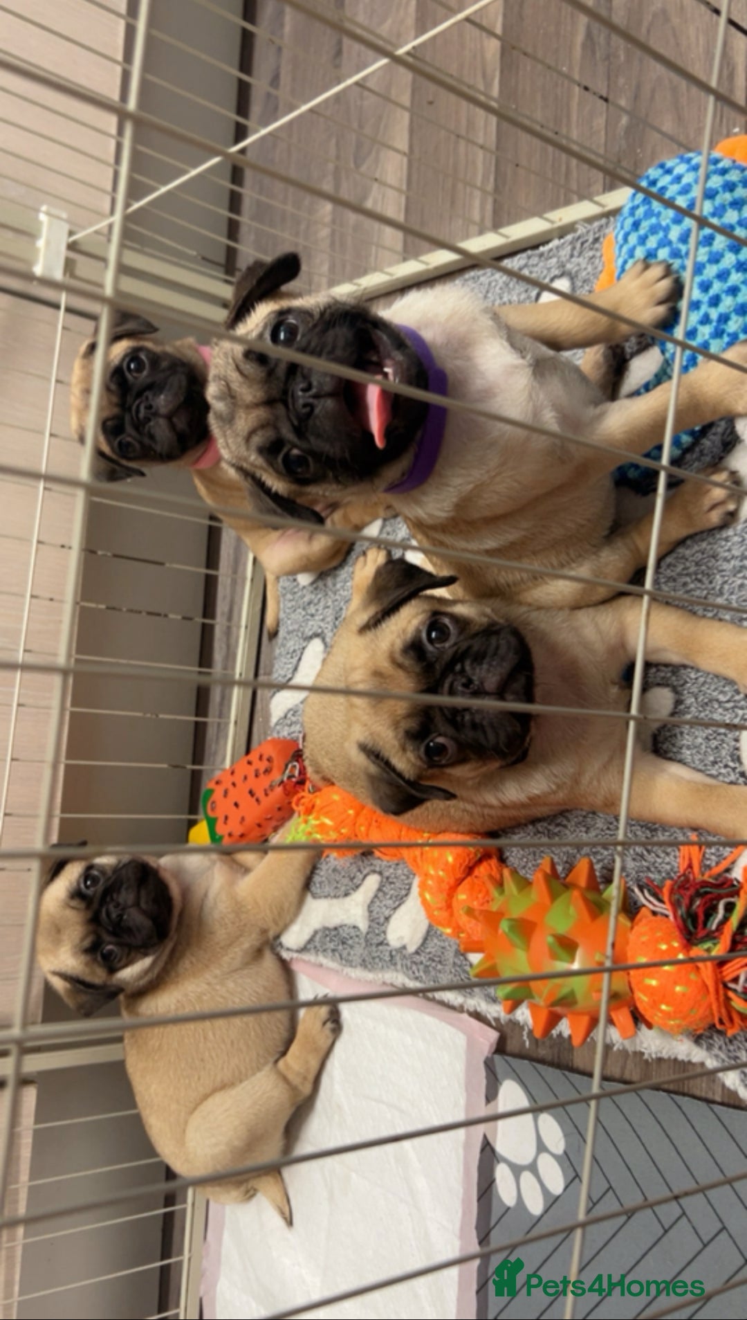 Pug dogs for sale: Pugs  - Image 3