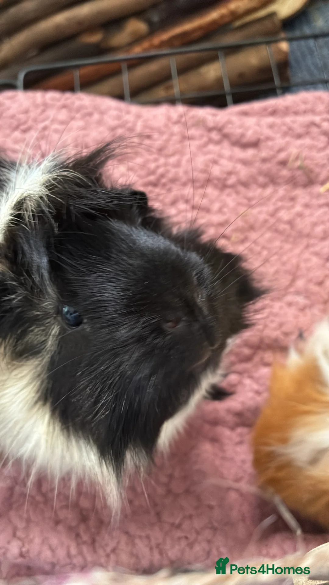 Guinea Pig rodents for sale: 2 male guinea pigs  in Stalybridge - Advert 7