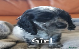 Cocker Spaniel dogs for sale: Cocker Spaniel Puppies - Image 15