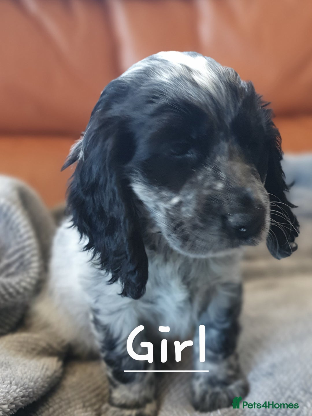 Cocker Spaniel dogs for sale: Cocker Spaniel Puppies - Image 15