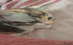Ragdoll cats for sale: Ragdoll x tortoise shell kittens - Image 21