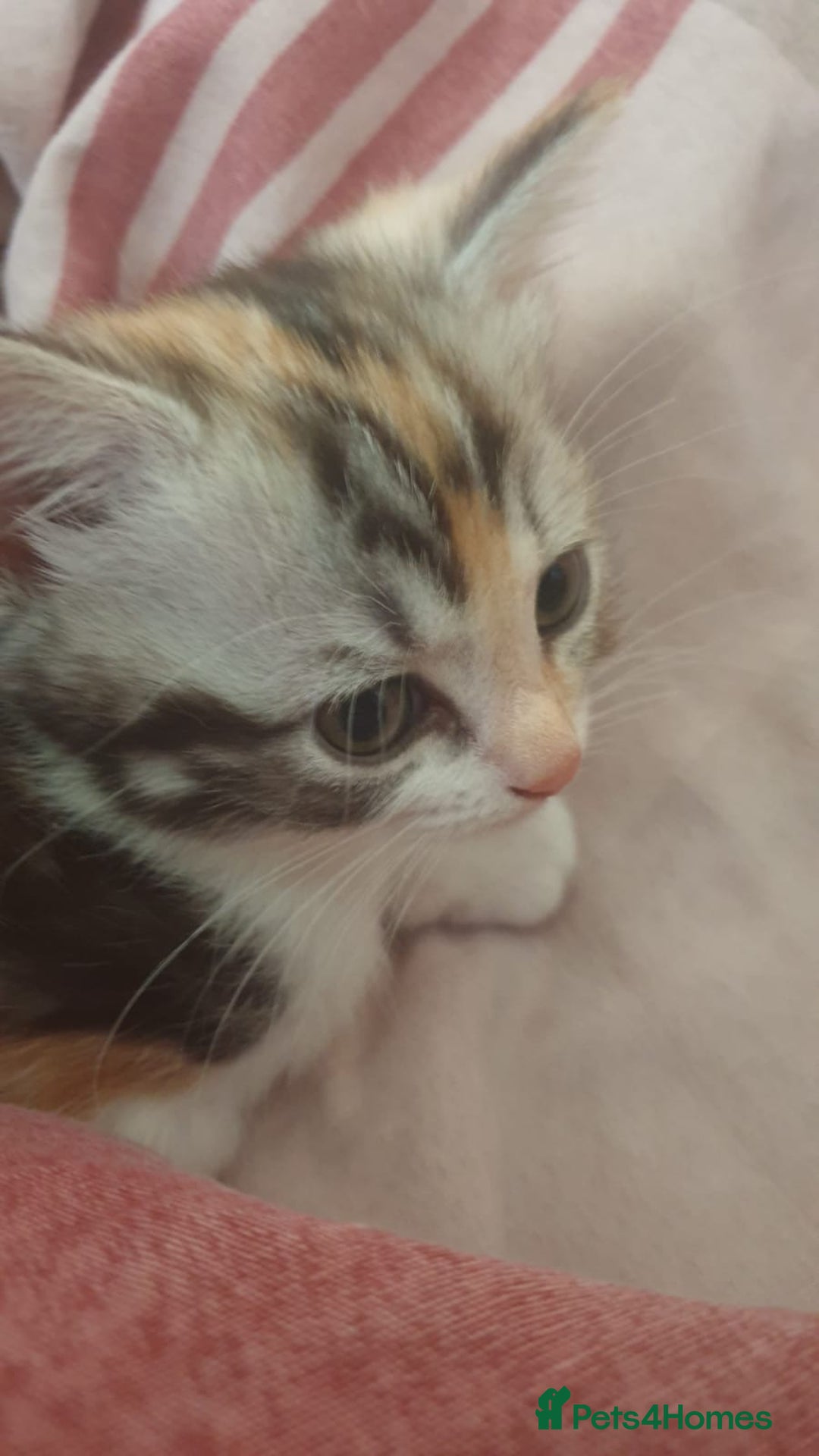 Ragdoll cats for sale: Ragdoll x tortoise shell kittens - Image 21