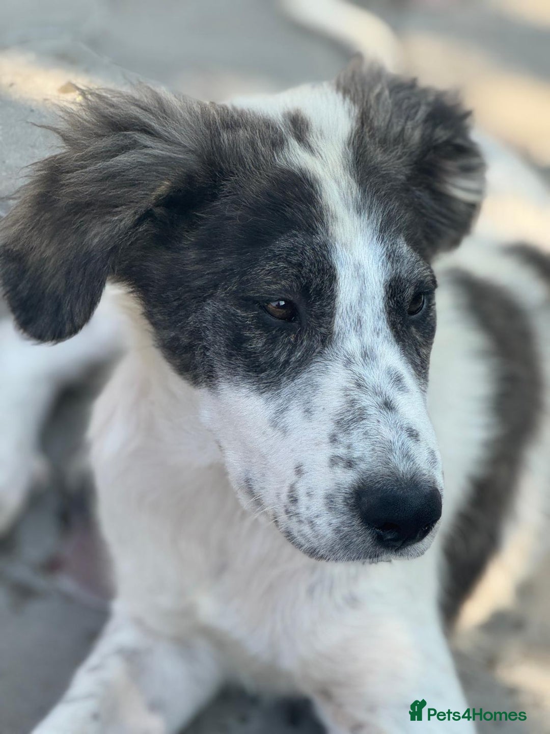 Mixed Breed dogs for adoption: ODIN, a superb young boy - for a Loving Home - Image 13