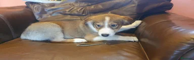Border Collie 5