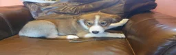 Border Collie dogs for sale: Gorgeous litter of Border Collie Puppies  - Advert 5