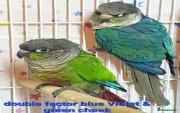 Parakeets birds for sale: Beautiful conure mutations £90 each or all £200 in Bradford - Image 6
