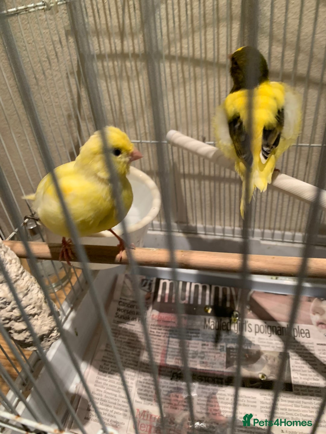 Canaries birds for sale: Breeding pair of canaries for sale - Image 2