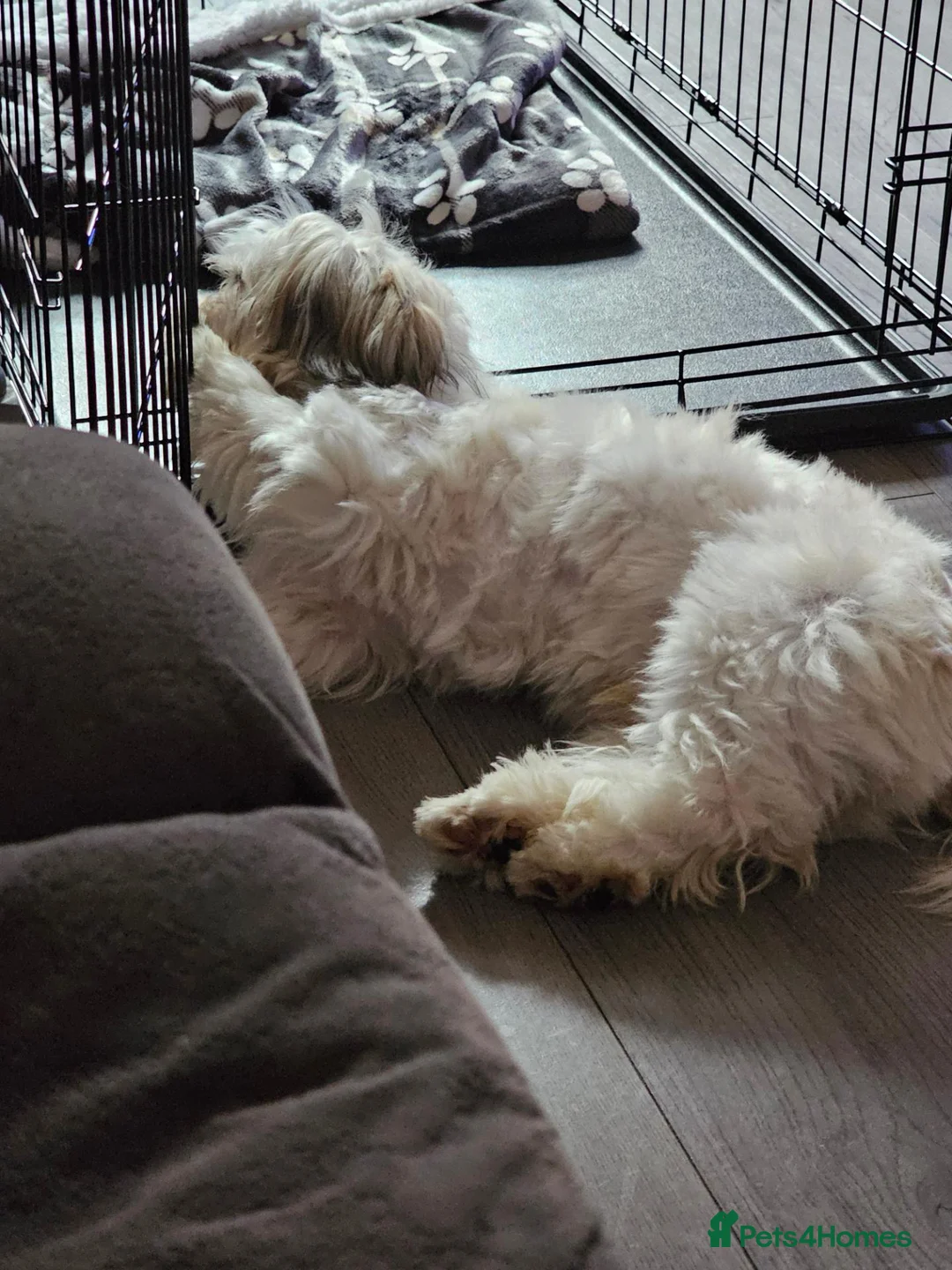 Mixed Breed dogs for sale: Mixed breed  - Advert 2