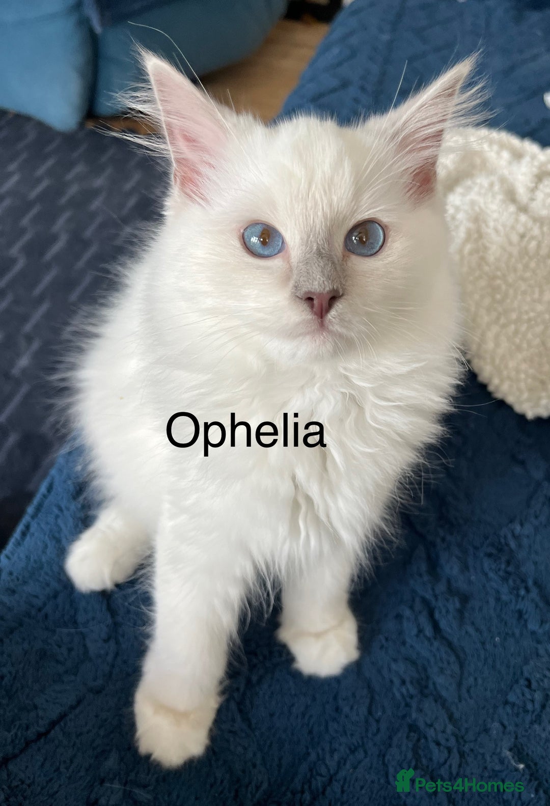 Ragdoll cats for sale: Beautiful Pedigree Ragdoll Kittens - Image 4
