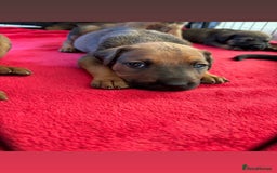 Mixed Breed dogs for sale: Beautiful Puppies For Sale!!! - Image 15
