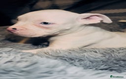 American Bully dogs for sale: perfect puppys - Image 38