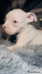 American Bully Puppy 9