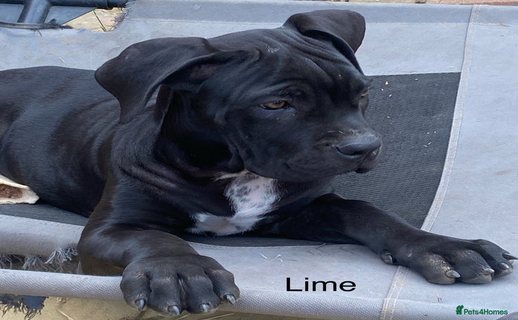 Cane Corso dogs - Advert 6