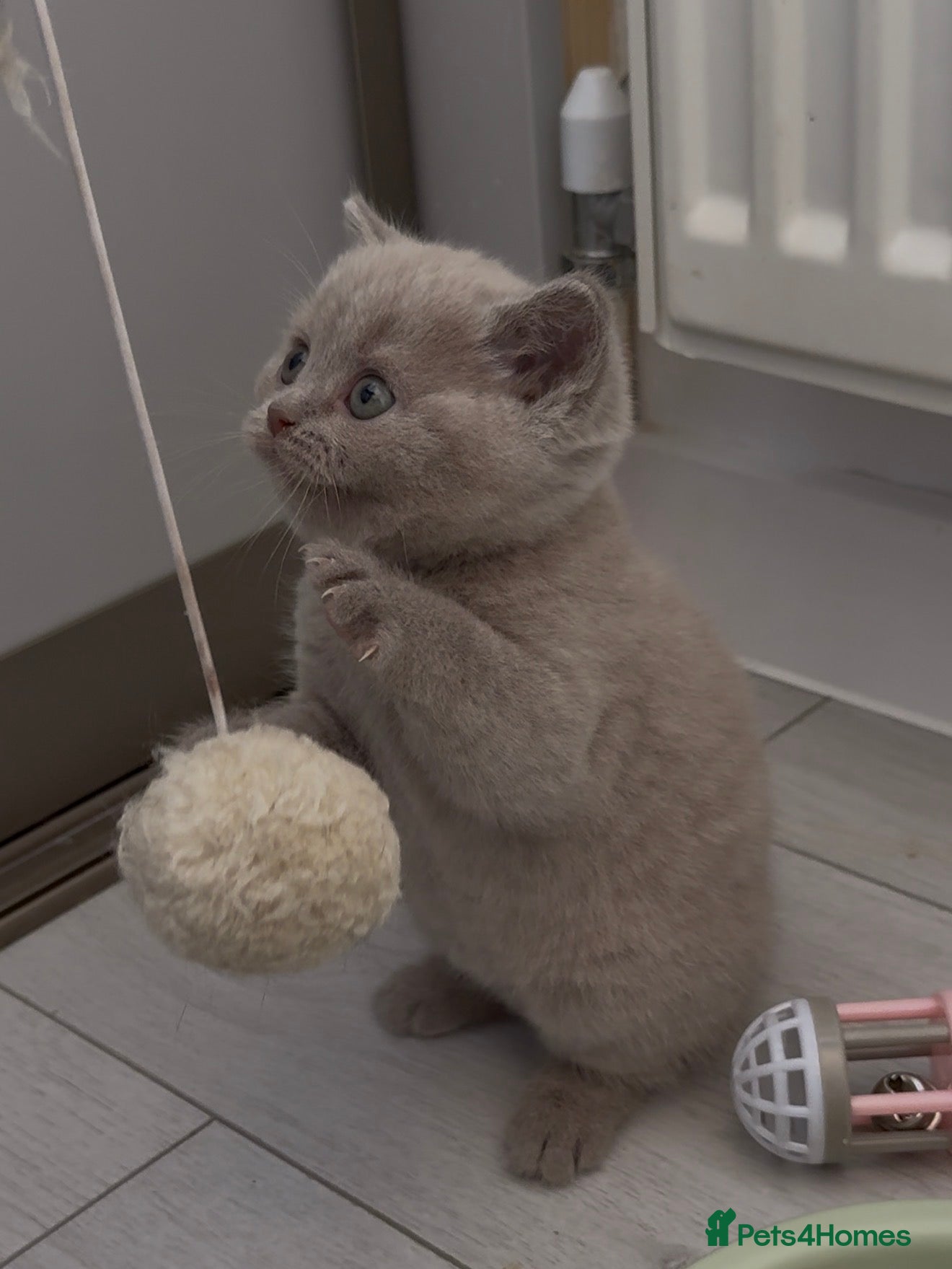 Scottish Fold cats LAST 2 stunning girls left🤩 - Advert 6