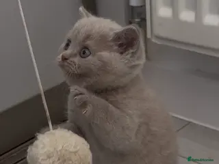 Scottish Fold cats LAST 2 stunning girls left🤩 - Advert 6