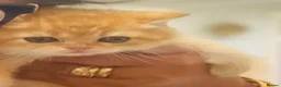 British Shorthair cats for sale: British Shorthairs  - Advert 25