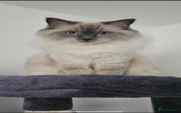 Ragdoll cats for sale: Ragdoll Kittens  - Image 5