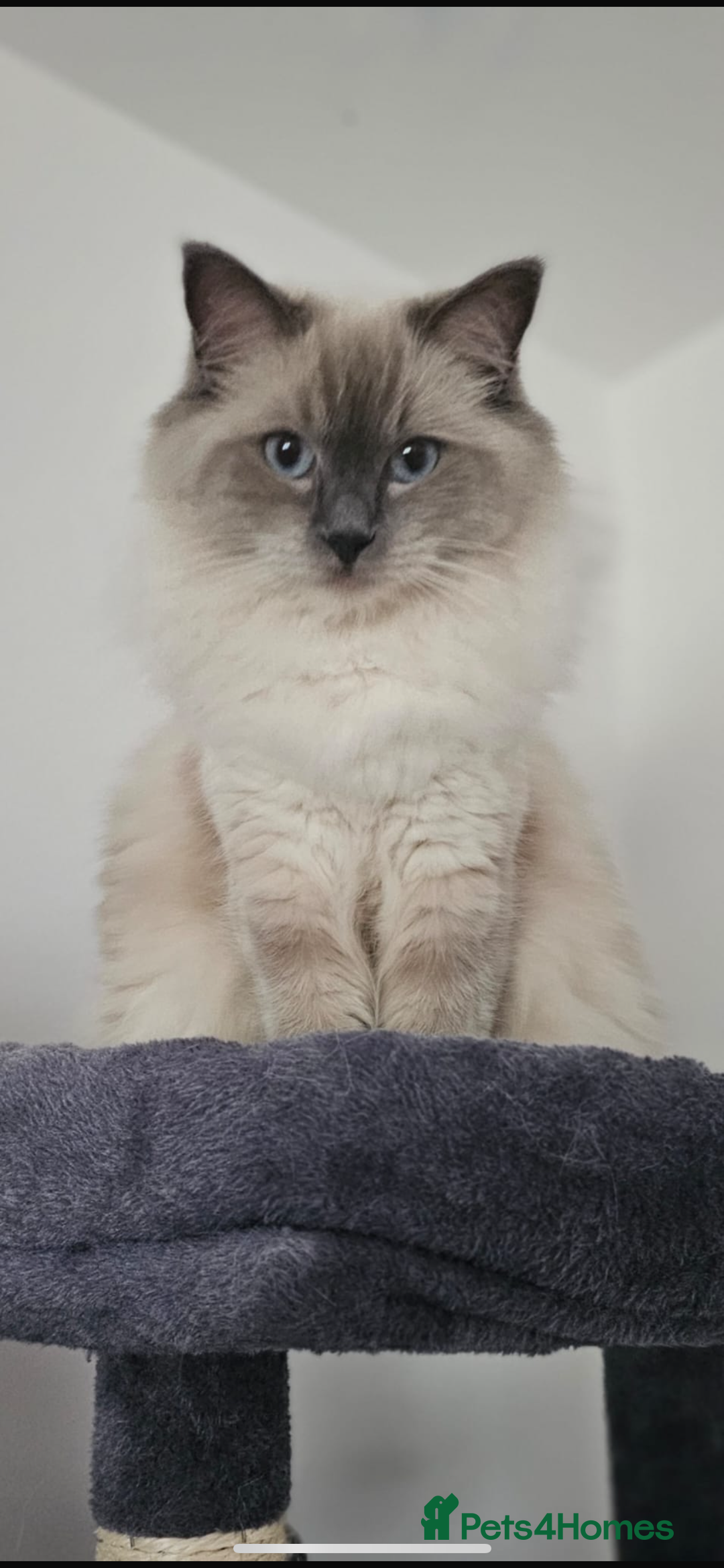 Ragdoll cats for sale: Ragdoll Kittens  - Image 5