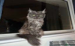 Maine Coon cats for sale: Stunning championship Maine coon black smoke - Image 7