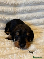 Dachshund dogs - Advert 12