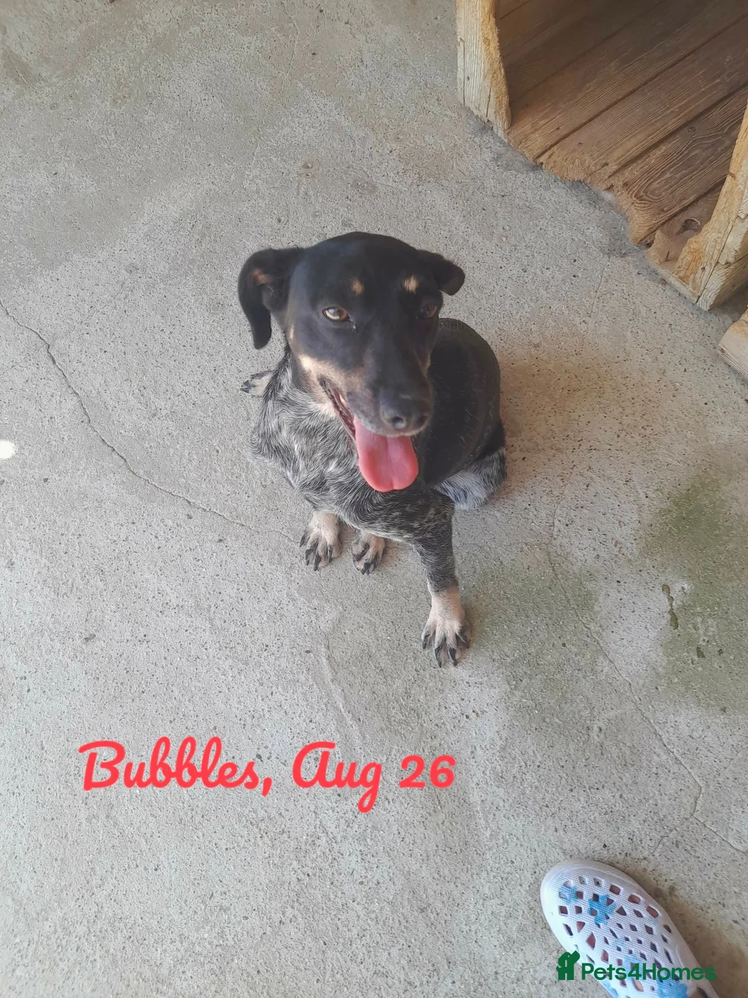 Mixed Breed dogs for adoption: Bubbles, 2 yrs approx. Available for adoption. - Advert 2