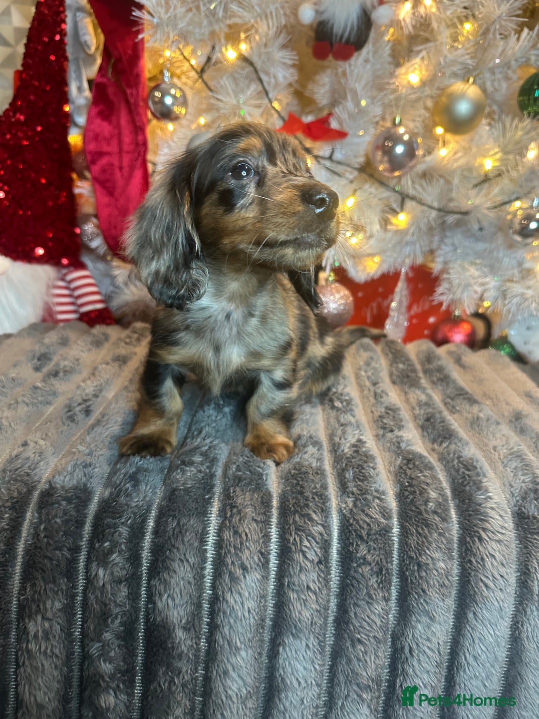 Miniature Dachshund dogs for sale: Long Haired Miniature Dachshund puppies - Advert 11