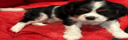Cavalier King Charles Spaniel dogs for sale: KC REG/EXTENSIVELY MRI HEALTH Tested Male Cav Pup - Advert 5