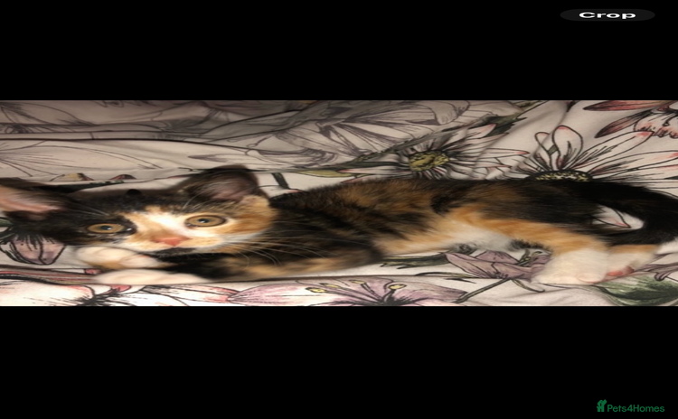 Mixed Breed cats - Advert 4
