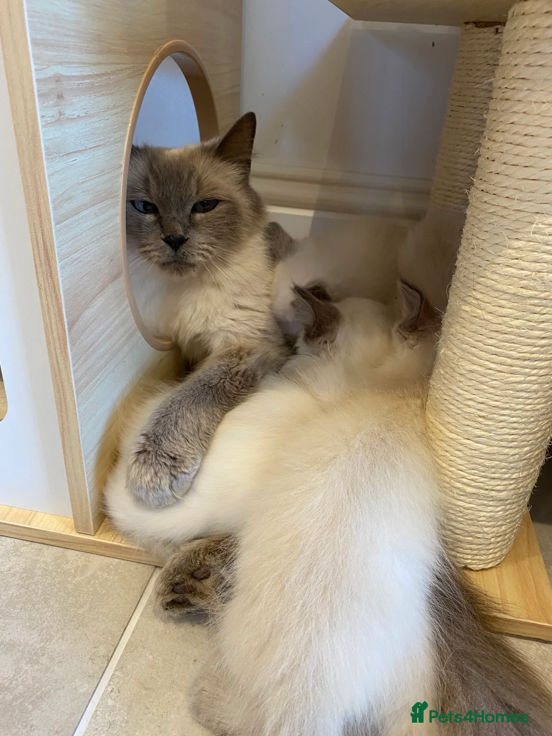 Ragdoll cats for sale: Beautiful GCCF registered ragdoll retired queen  - Advert 4