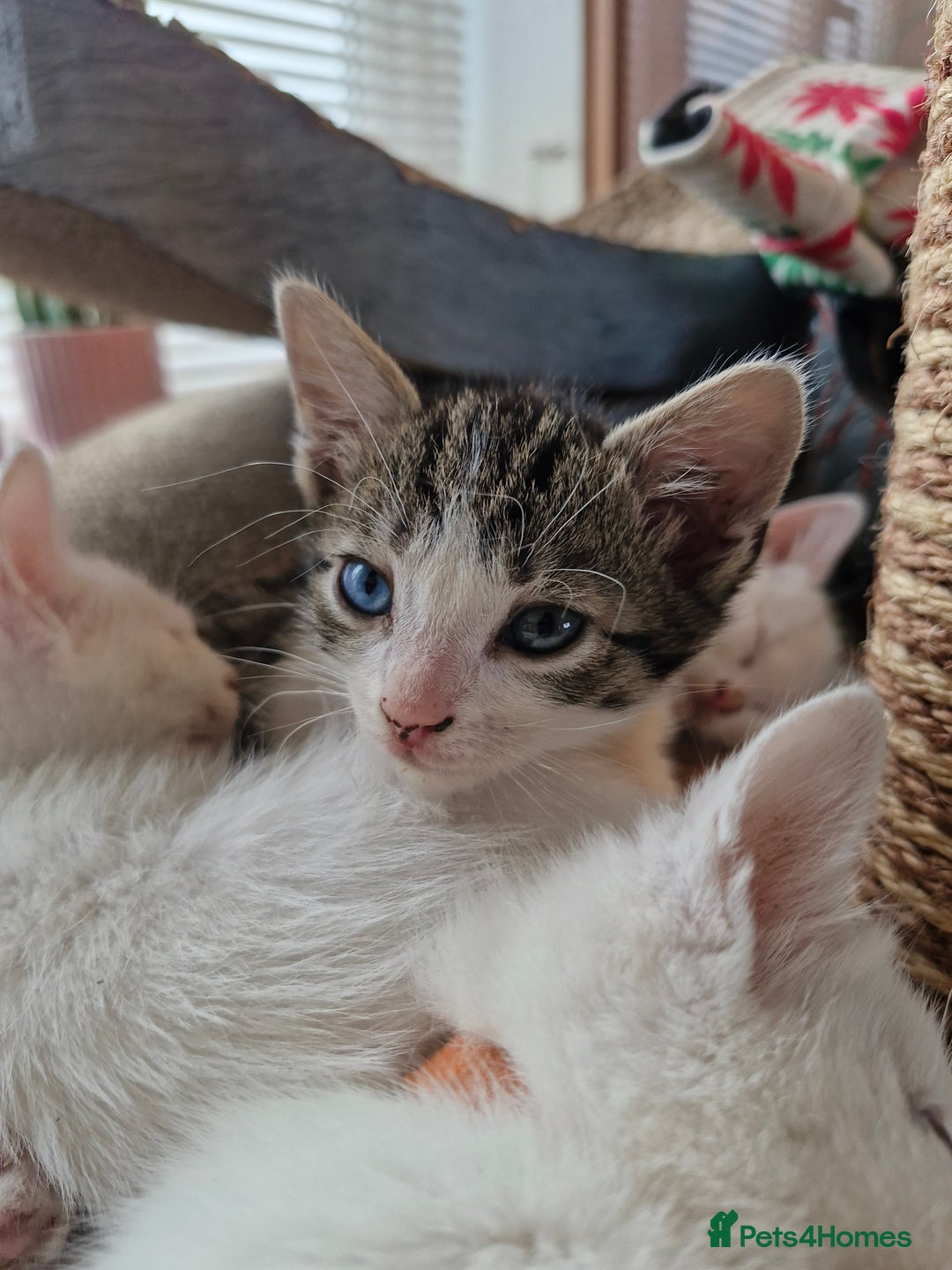 Mixed Breed cats for sale: Beautiful Siamese cross kittens - Advert 11