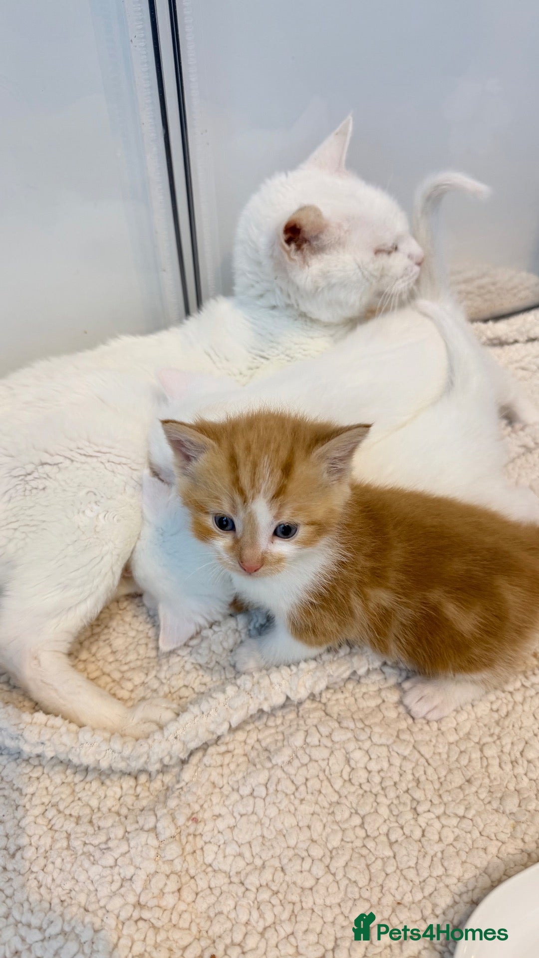 Mixed Breed cats Adorable kittens ready for their new homes - Advert 1