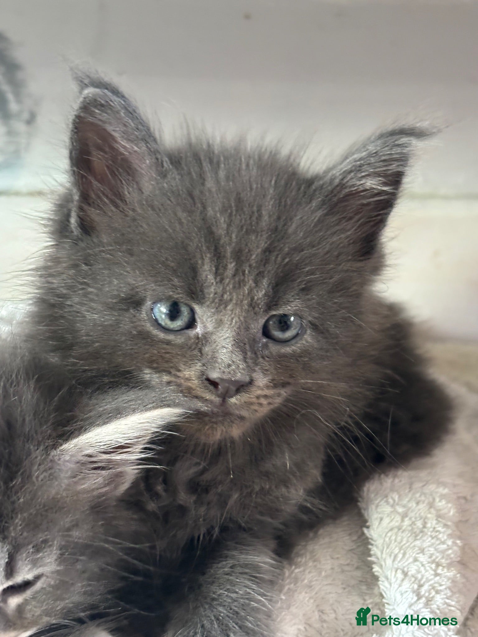 Maine Coon cats 🐾 TICA Registered Maine Coon Kittens 🐾 - Advert 2