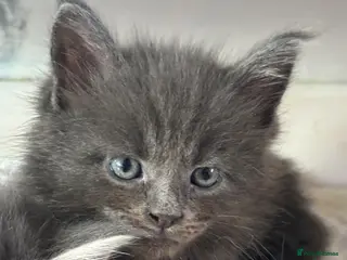 Maine Coon cats 🐾 TICA Registered Maine Coon Kittens 🐾 - Advert 5