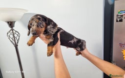 Miniature Dachshund dogs for sale: Miniature dachshund short haired puppies for sale£ - Image 20