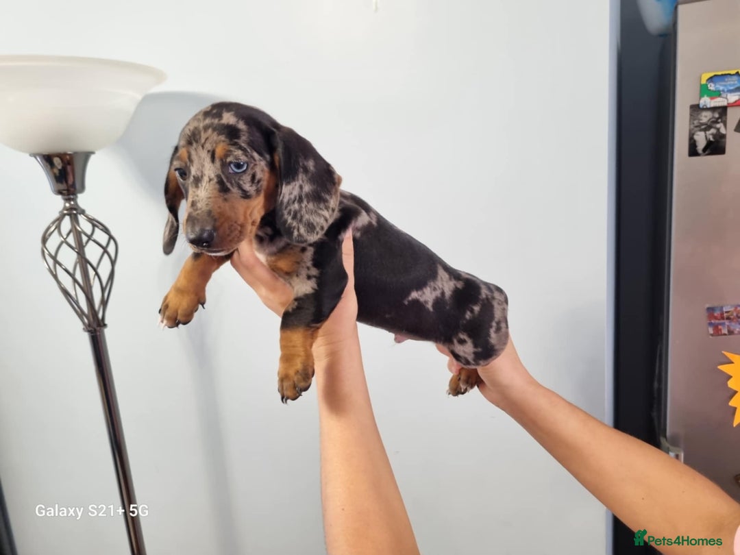 Miniature Dachshund dogs for sale: Miniature dachshund short haired puppies for sale£ - Image 20