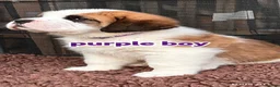 Saint Bernard dogs for sale: 5 stunning male St Bernard puppies in Rotherham - Advert 17