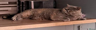 British Shorthair 1