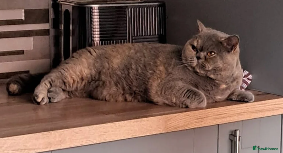 British Shorthair cats for sale: 3 year old female British shorthair  - Advert 2