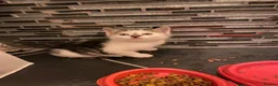 Mixed Breed cats for sale: Two beautiful kittens - Advert 7
