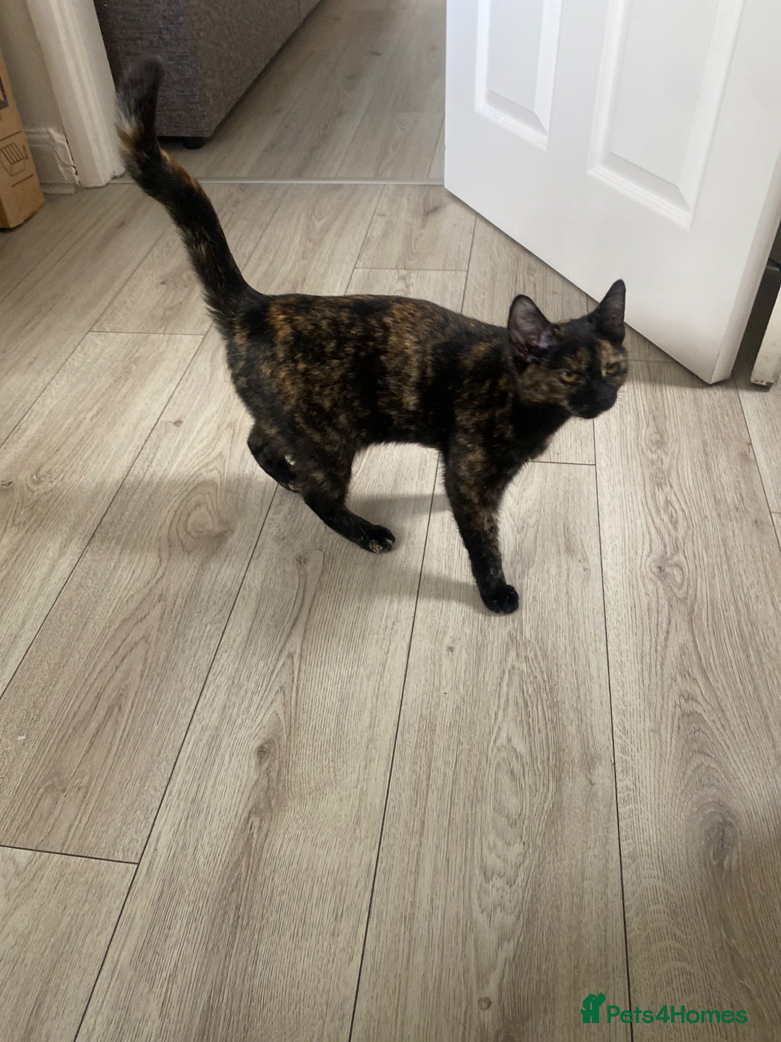 British Shorthair cats Lovely Tori Female Kitten  - Advert 1
