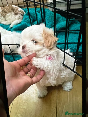 Maltese dogs - Advert 1