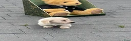 Miniature Dachshund dogs for sale: Cream quality miniature DACHSHUNDS - Advert 7
