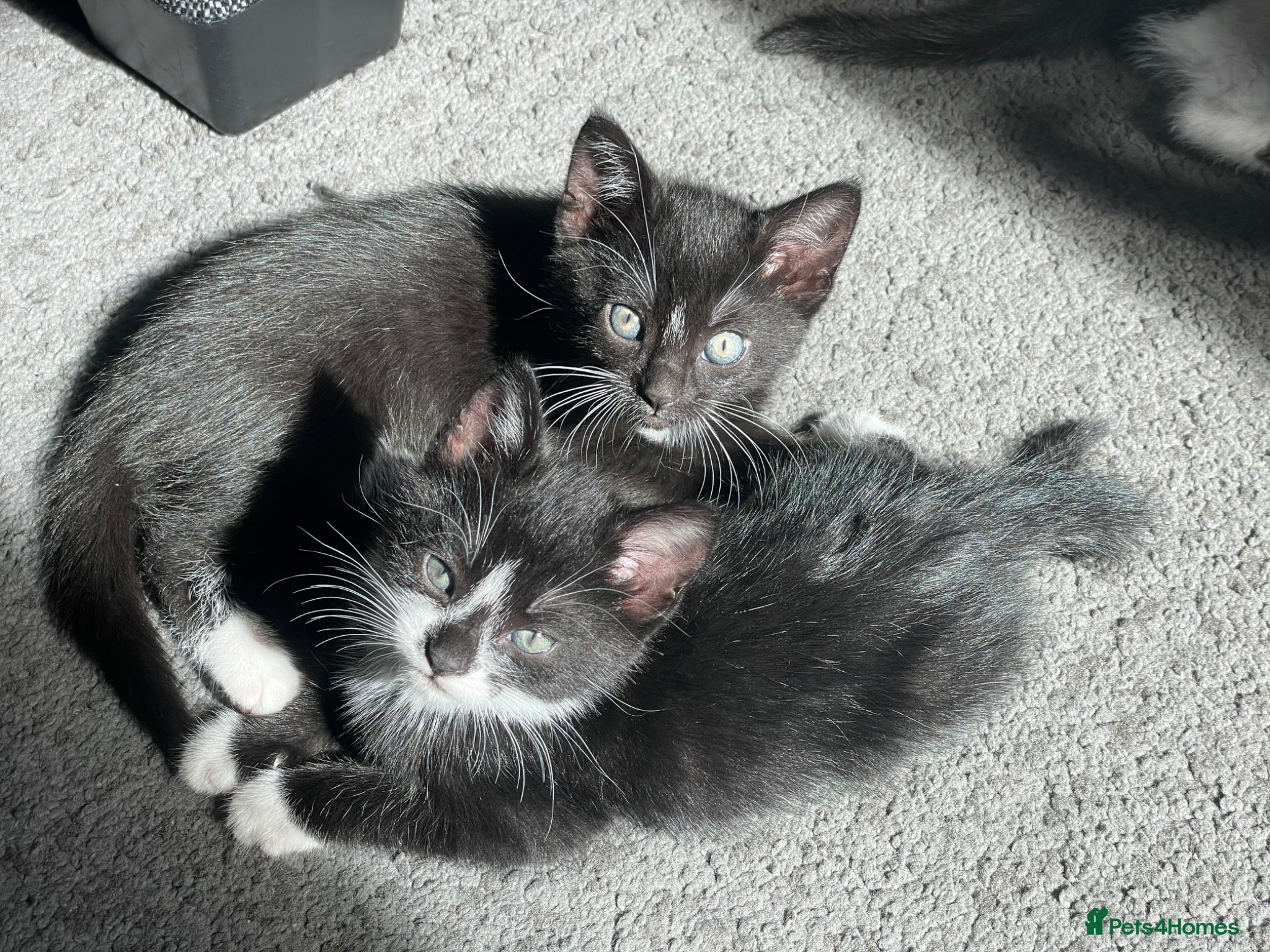 Mixed Breed cats for sale: Two beautiful kittens for sale in Derby - Advert 6
