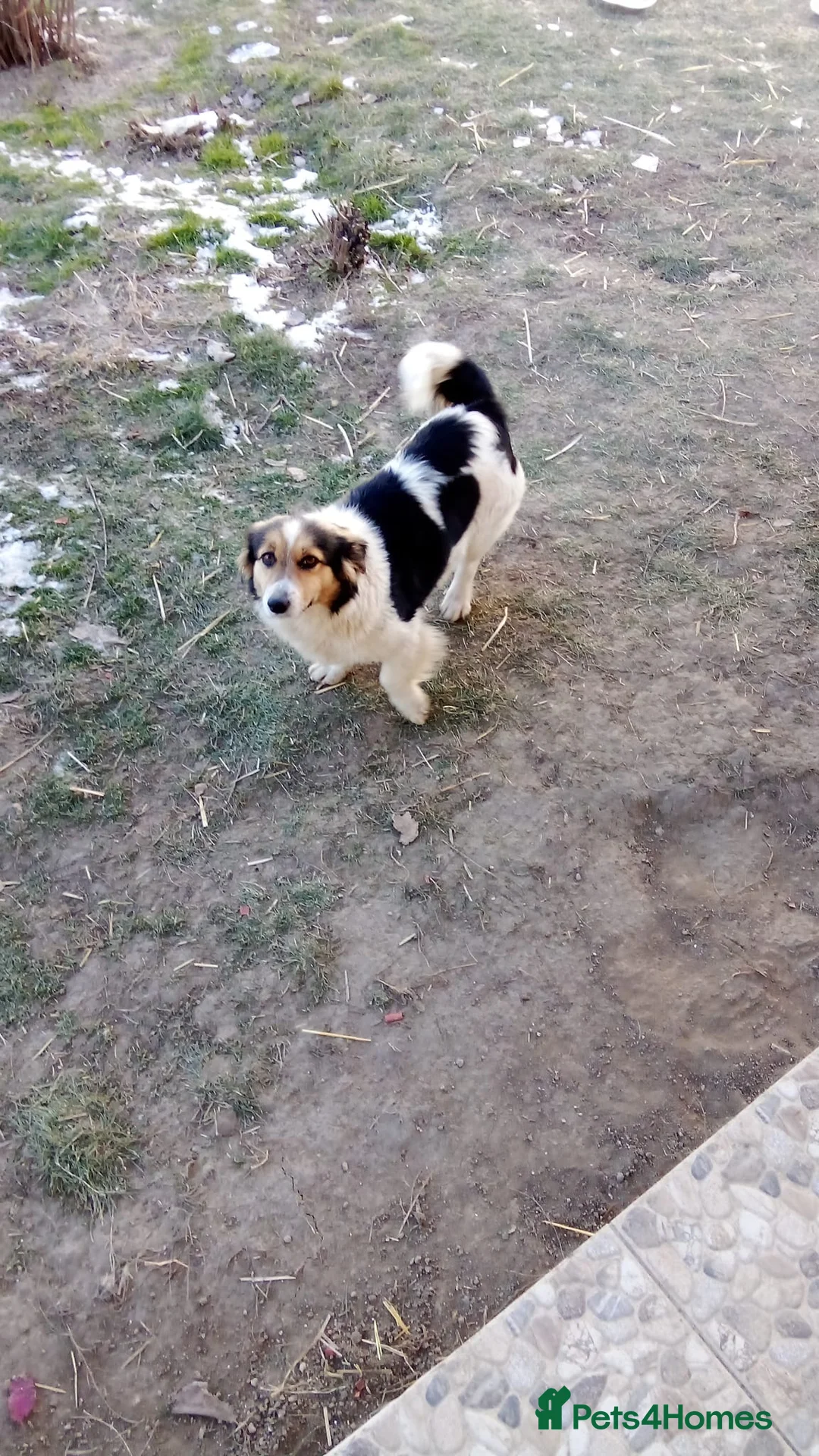 Mixed Breed dogs for adoption: ✨ Meet 🐾LORA🐾 !  She chose Trust over Fear ✨ - Advert 3