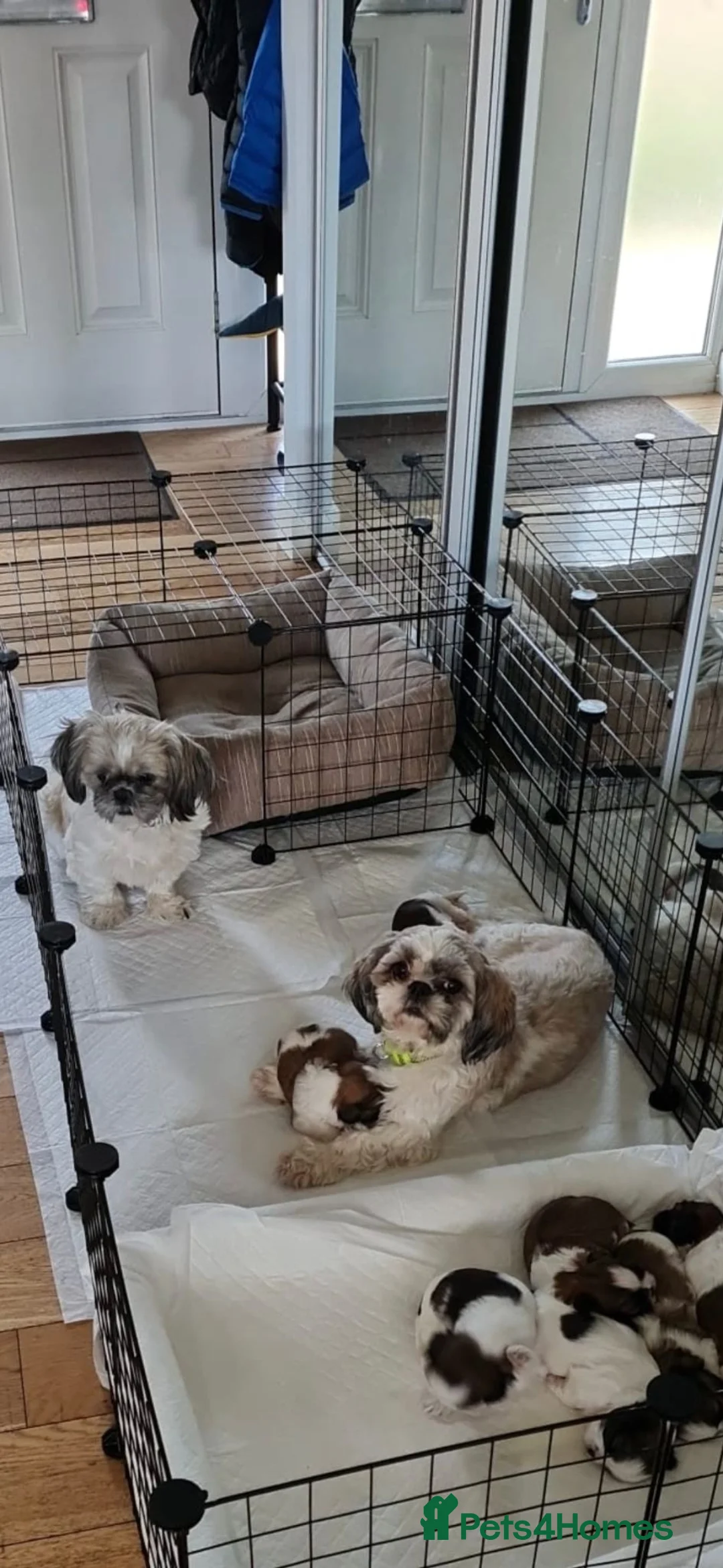Shih Tzu dogs for sale: Shih Tzu puppies for sale in London - Advert 6